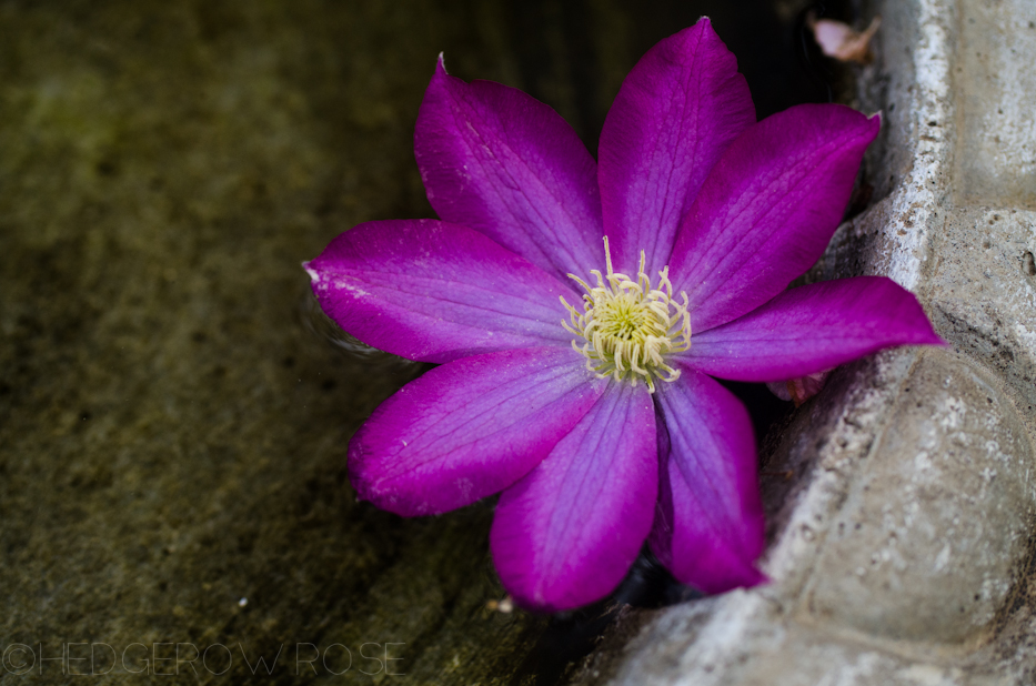 clematis in bird bath