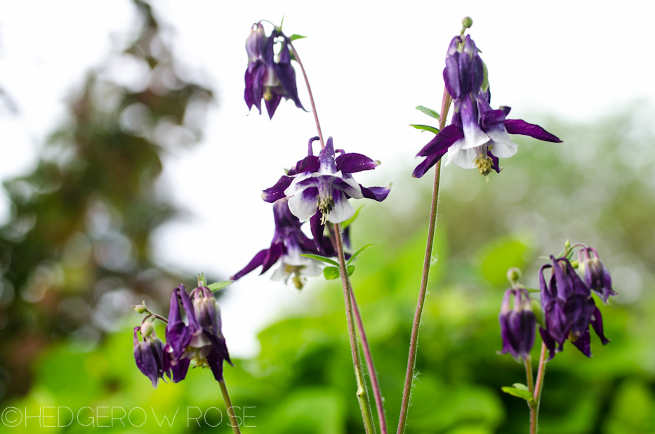 columbine in may