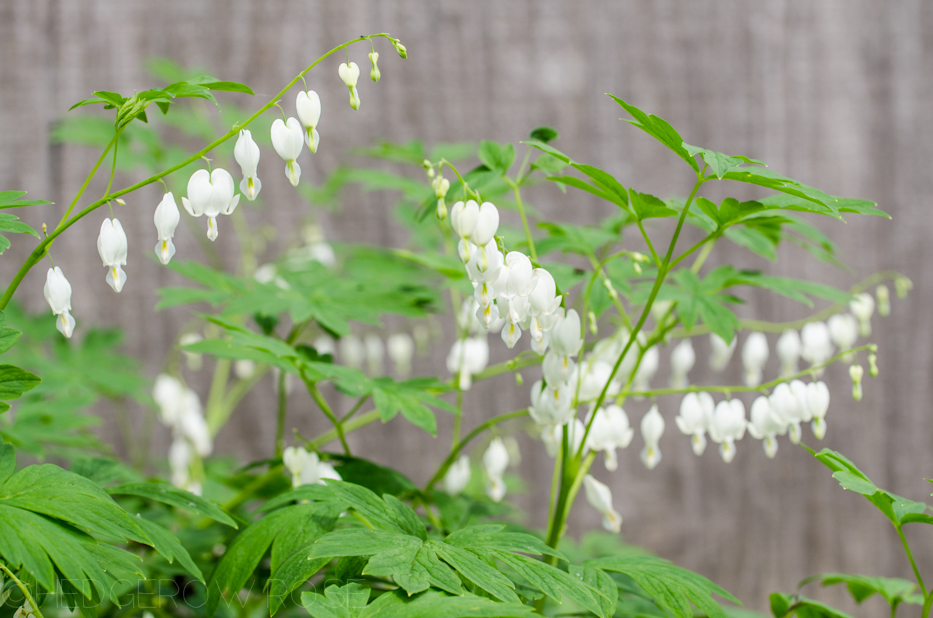 dicentra alba 2