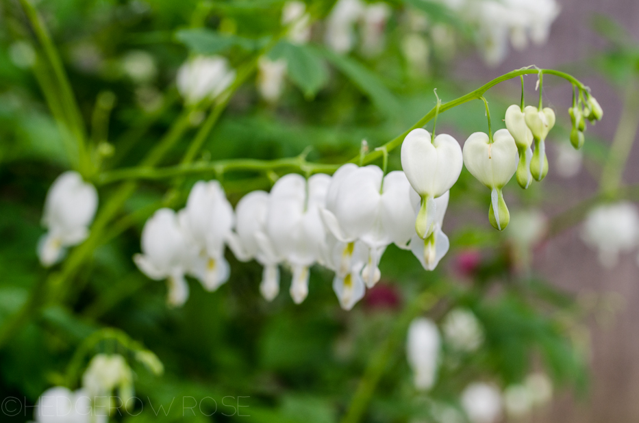 dicentra alba