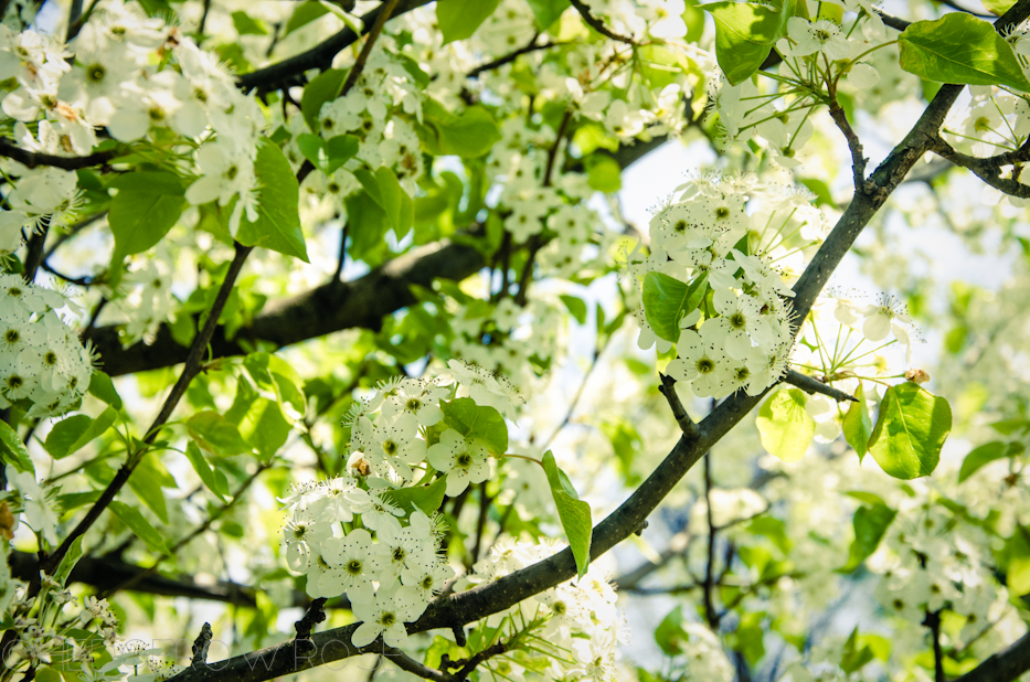 flowering pear 2