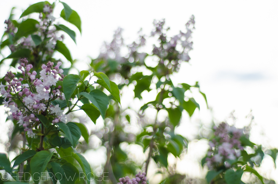 lilacs