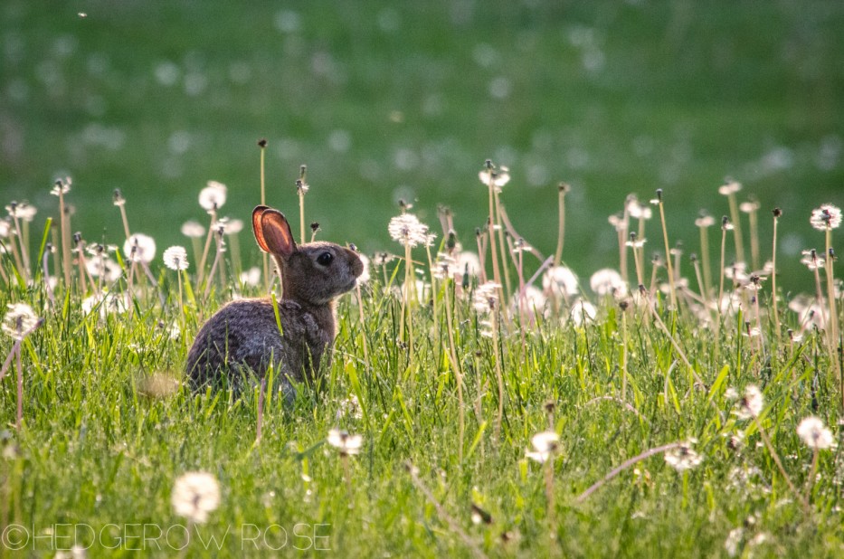 mr bunns in a dandelion patch