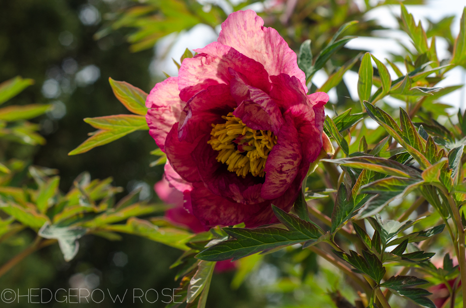 paeonia 'gauguin'