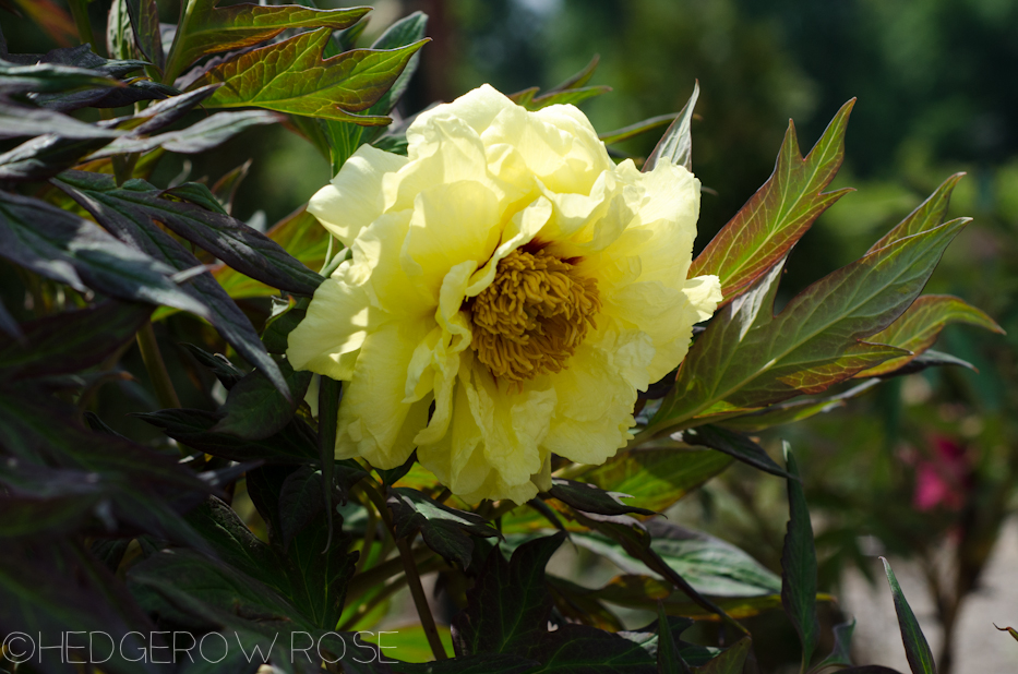 paeonia 'high noon'