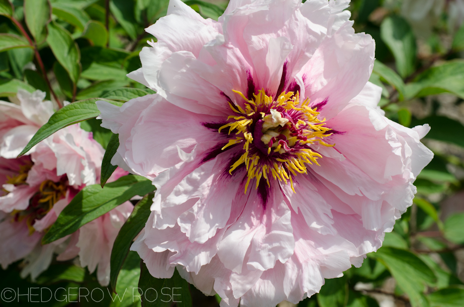 paeonia rockii 'shu sheng peng mo'