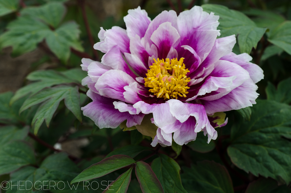 paeonia suffruticosa 'fujizome-goromo'