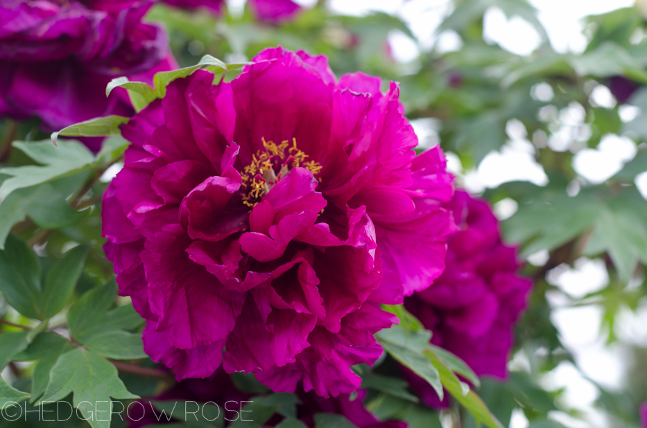 More peony goodness–albeit a smidge past their prime