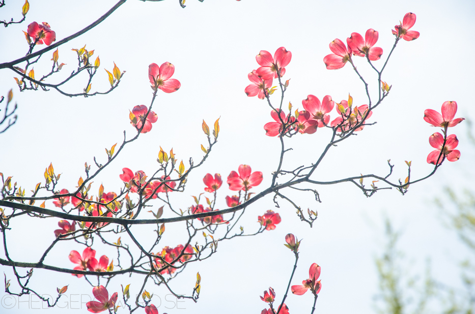 pink dogwood