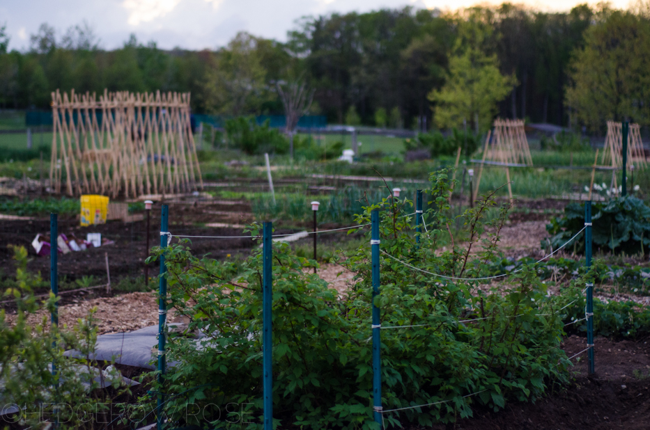 public veggie garden