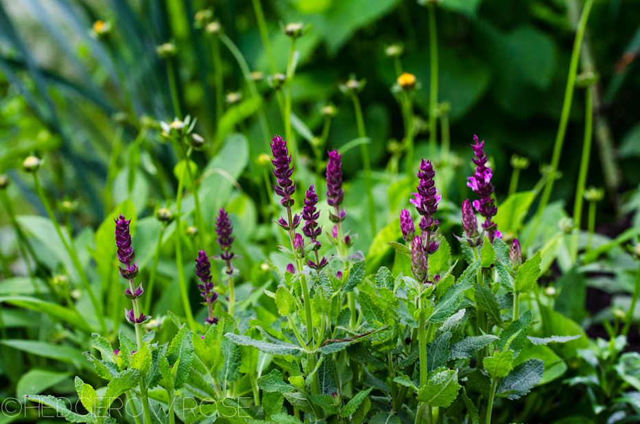 salvia and coreopsis