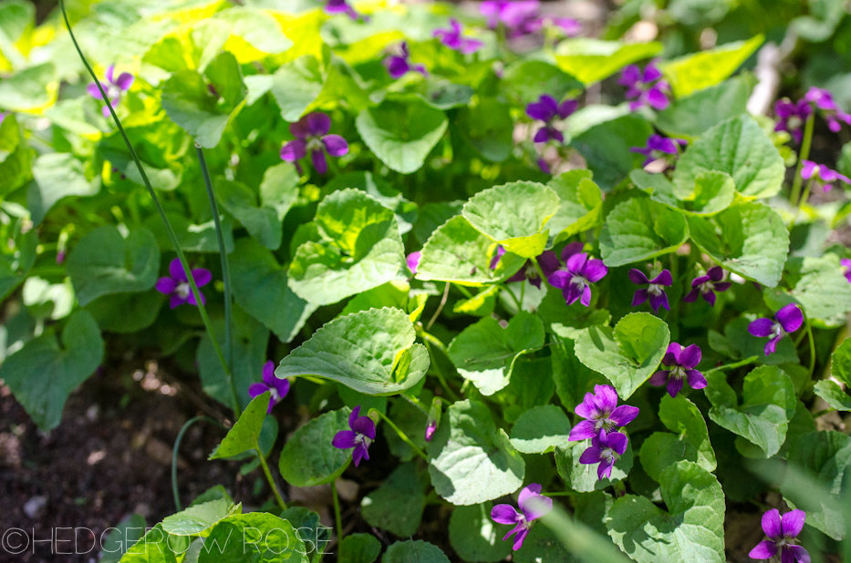 sweetly scented violets in spring