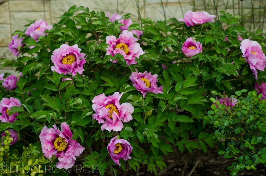 tree peony hung fu 2