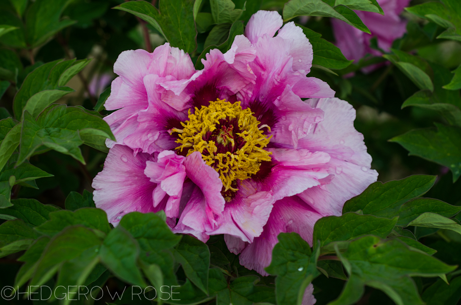 tree peony hung fu