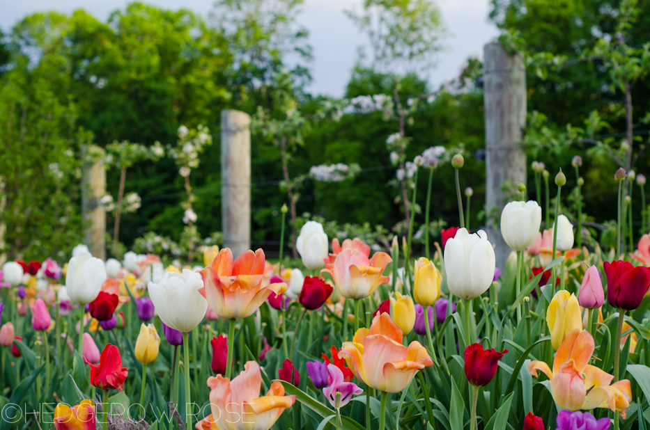 tulips