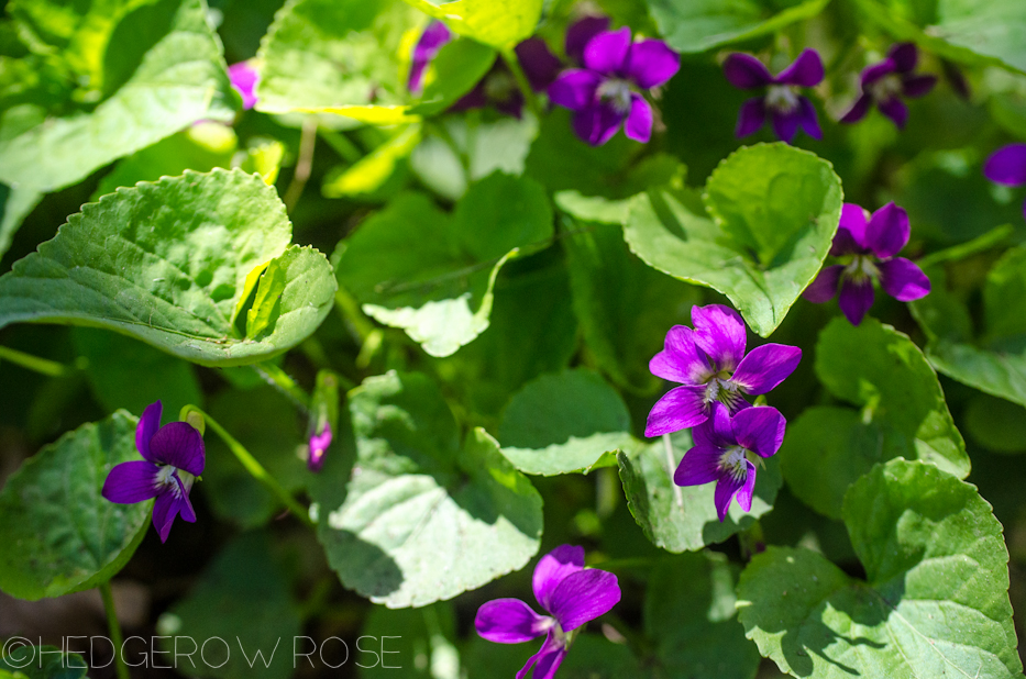 violets in spring