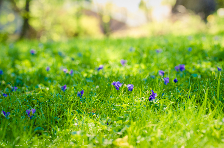 violets in the lawn