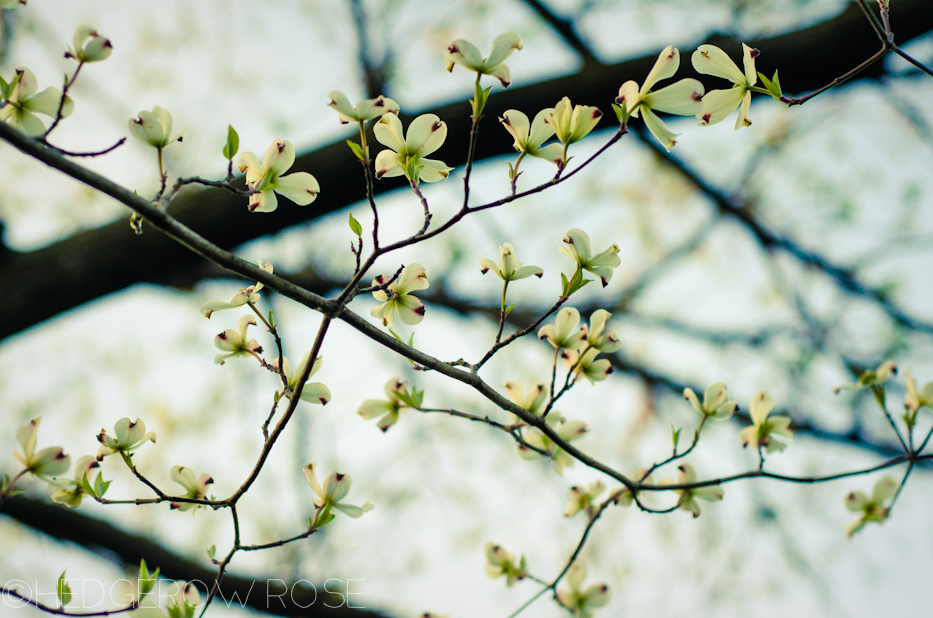 white dogwood