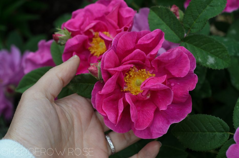 Apothecary's Rose in June 10