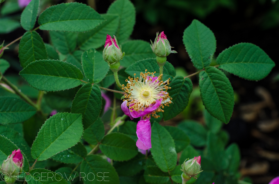 Apothecary's Rose in June 11