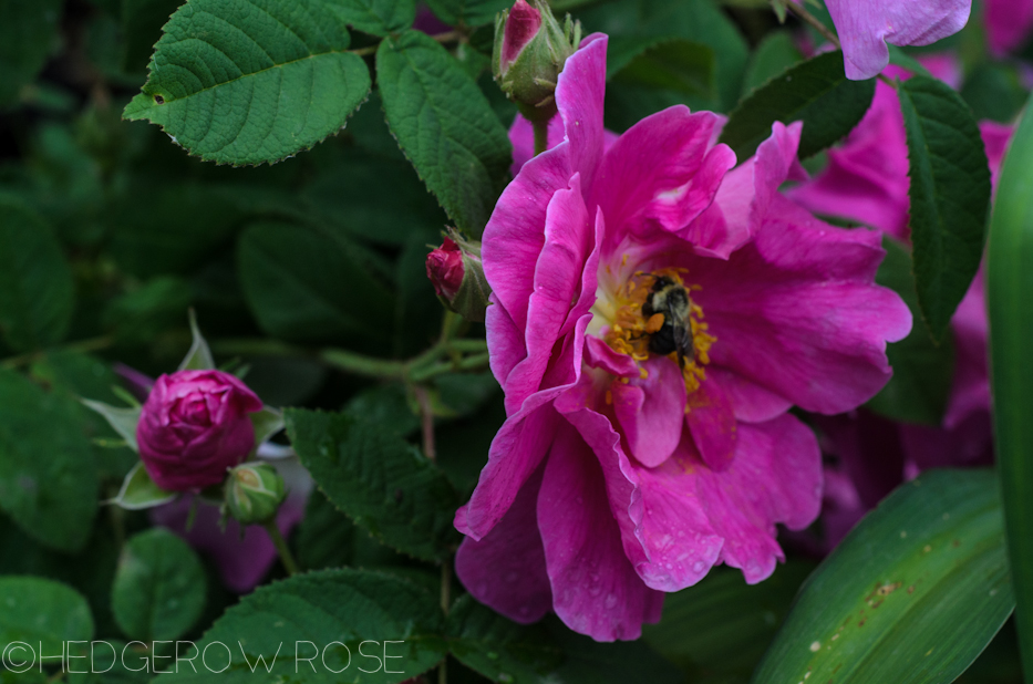 Apothecary's Rose in June 12