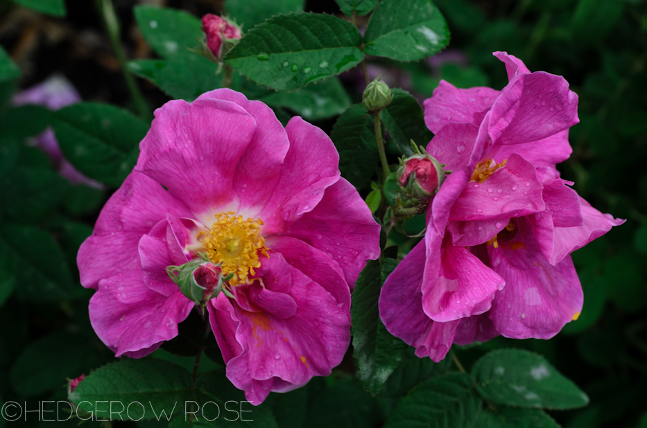 Apothecary's Rose in June 13