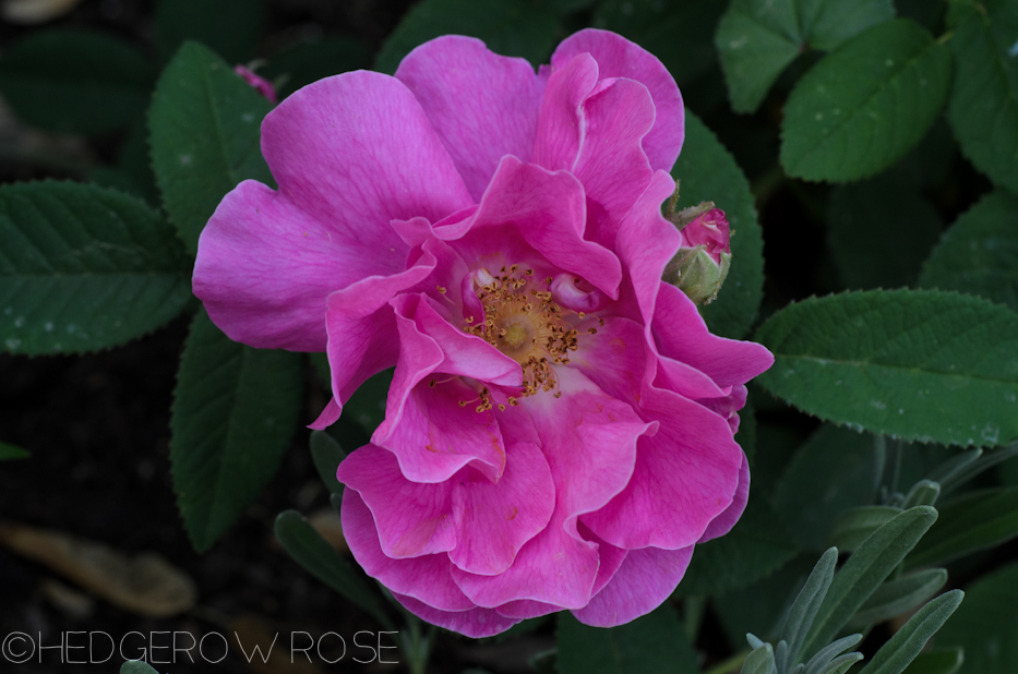 Apothecary's Rose in June 3