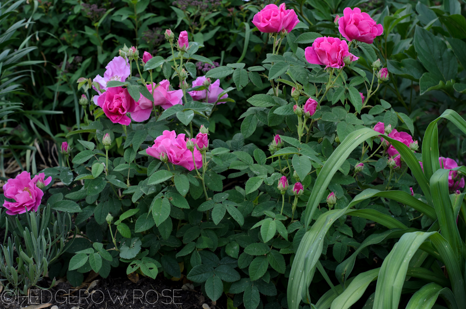 Apothecary's Rose in June 4