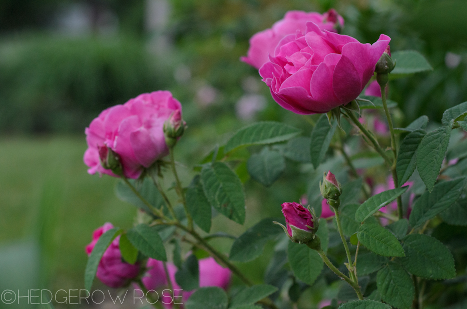 Apothecary's Rose in June 5