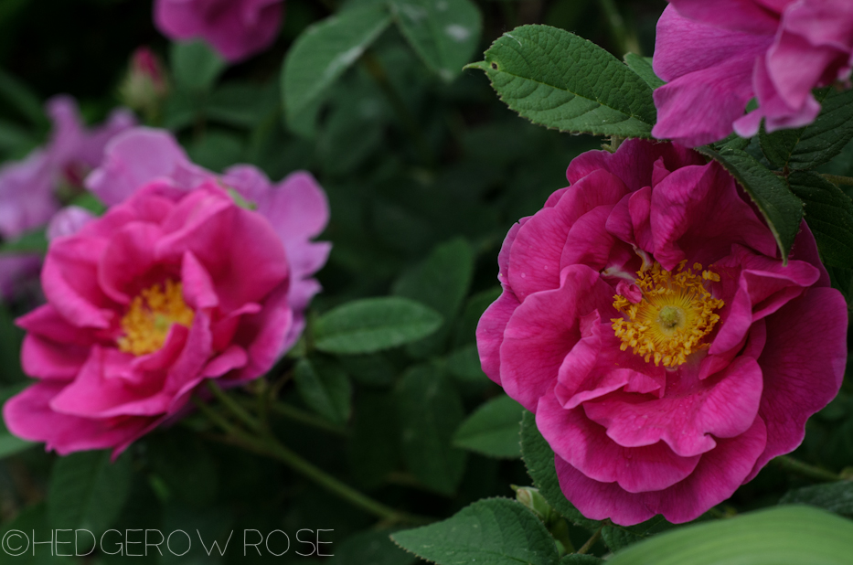 Apothecary's Rose in June 8