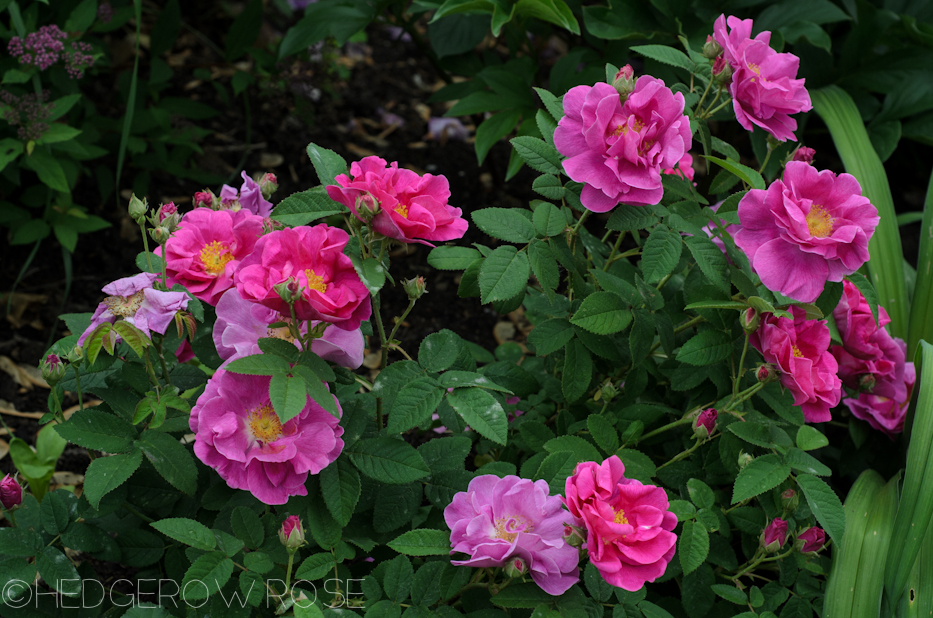 Apothecary's Rose in June 9