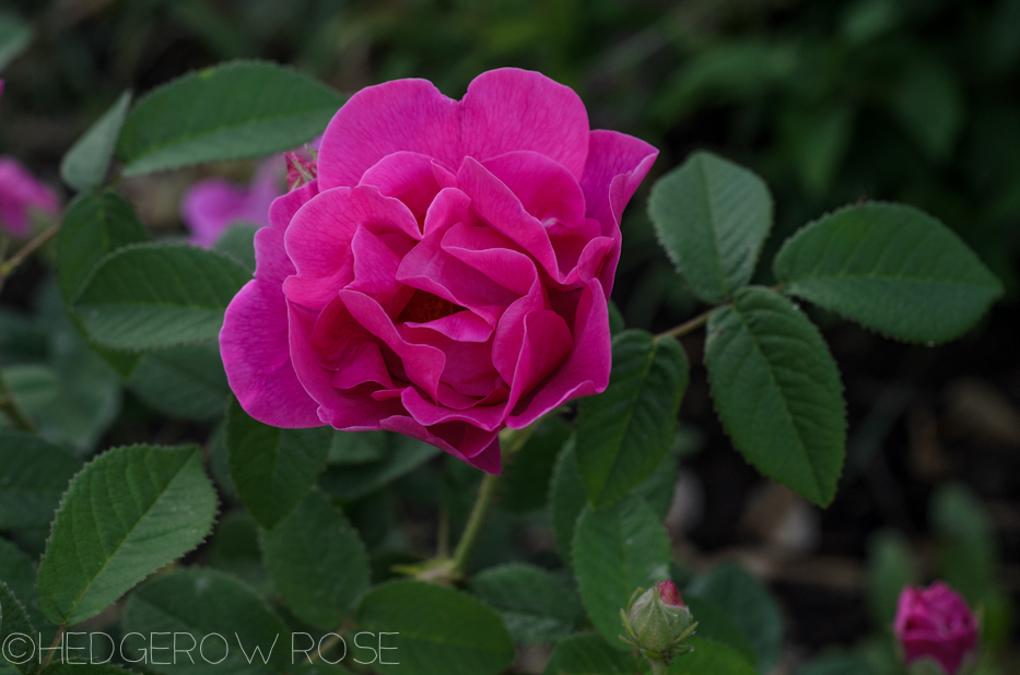 Apothecary's Rose in June