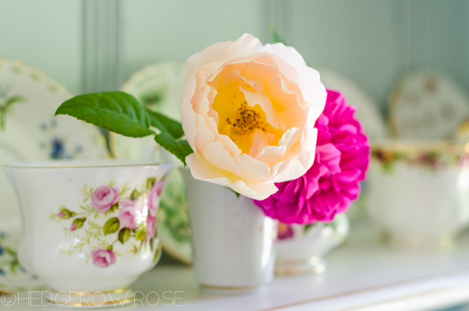 Comte de Champagne single bloom