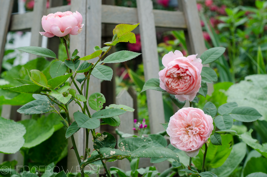 alnwick castle rose