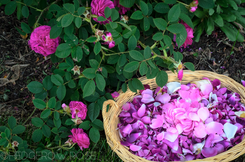 collecting rose petals at dusk