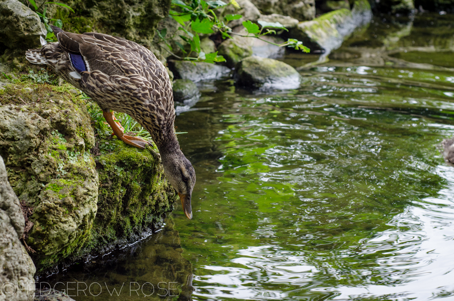 ducks at psu 1