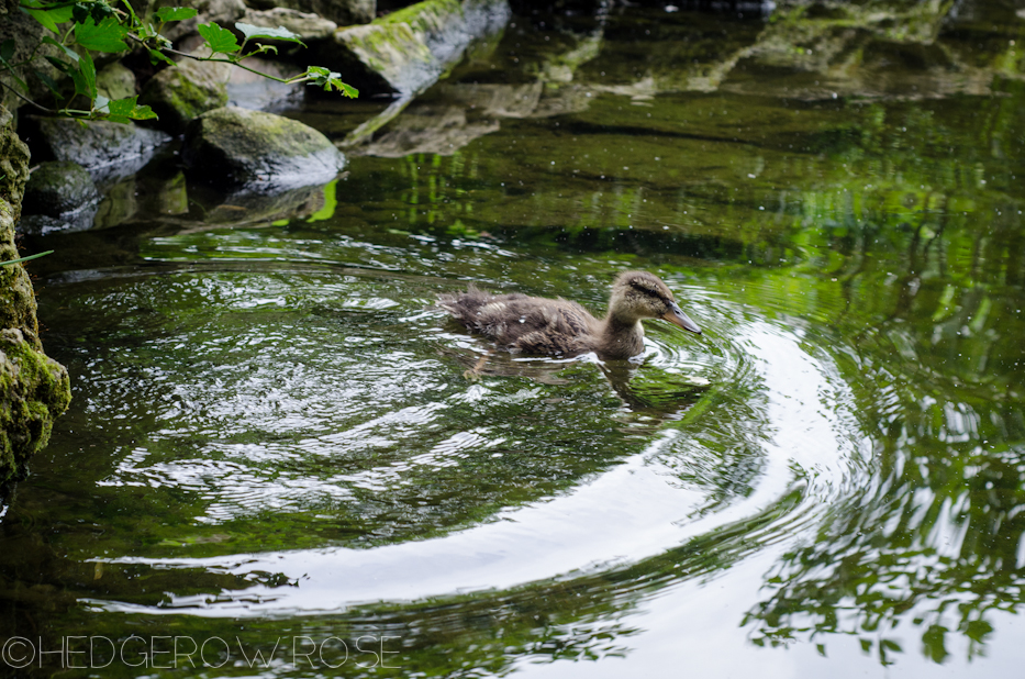 ducks at psu 2