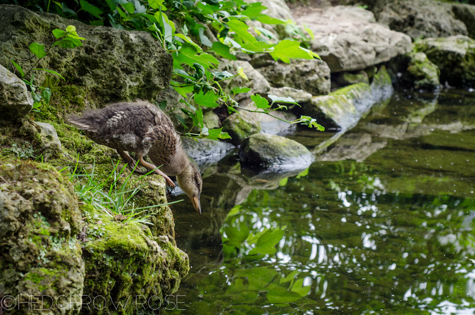 ducks at psu 3