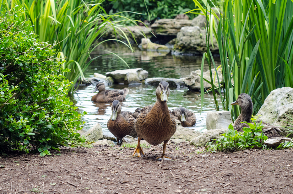 ducks at psu pond