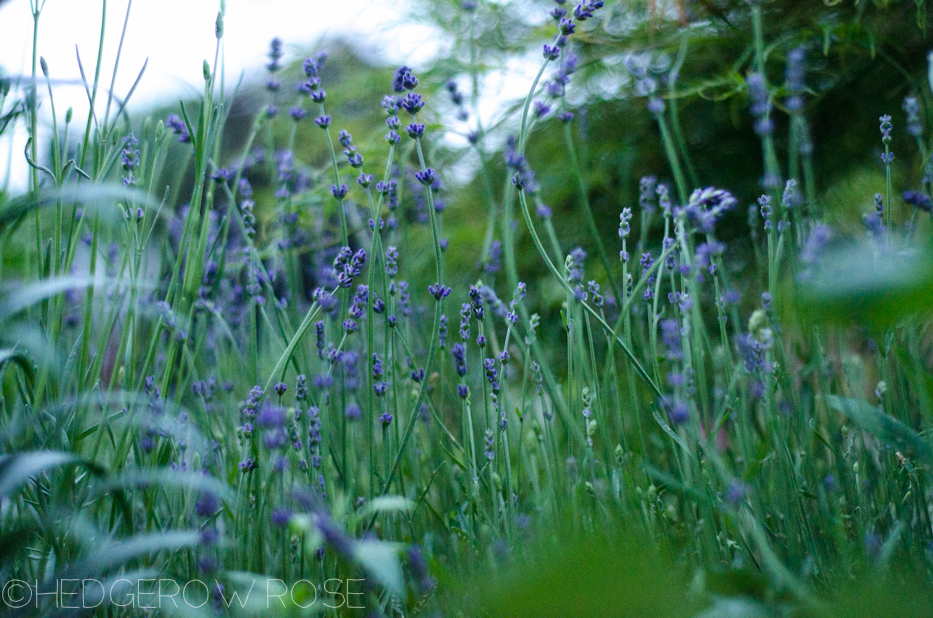 early lavender (at dusk)