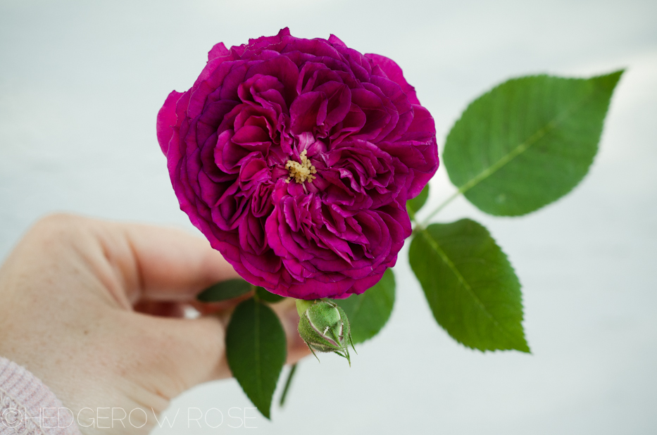 erinnerung an brod in june