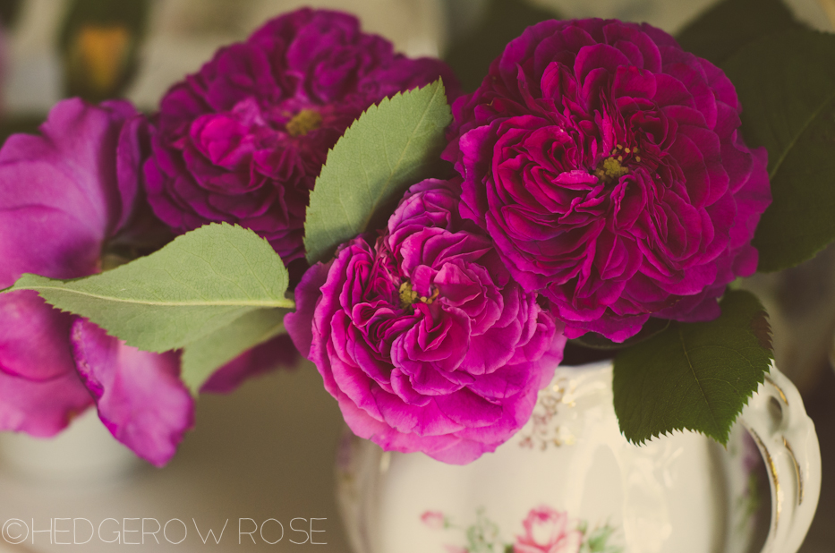 erinnerung an brod roses with vintage filter