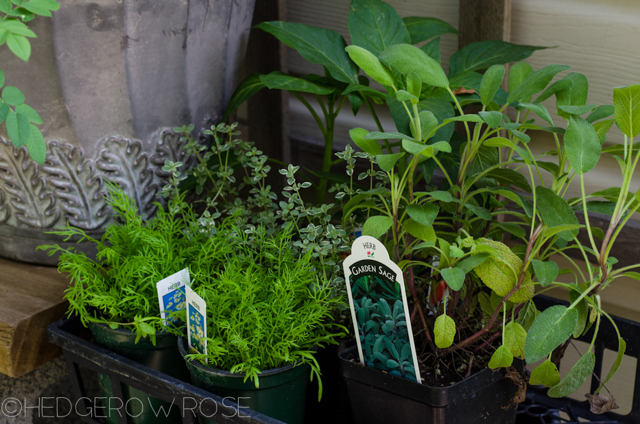 herbs ready to be planted