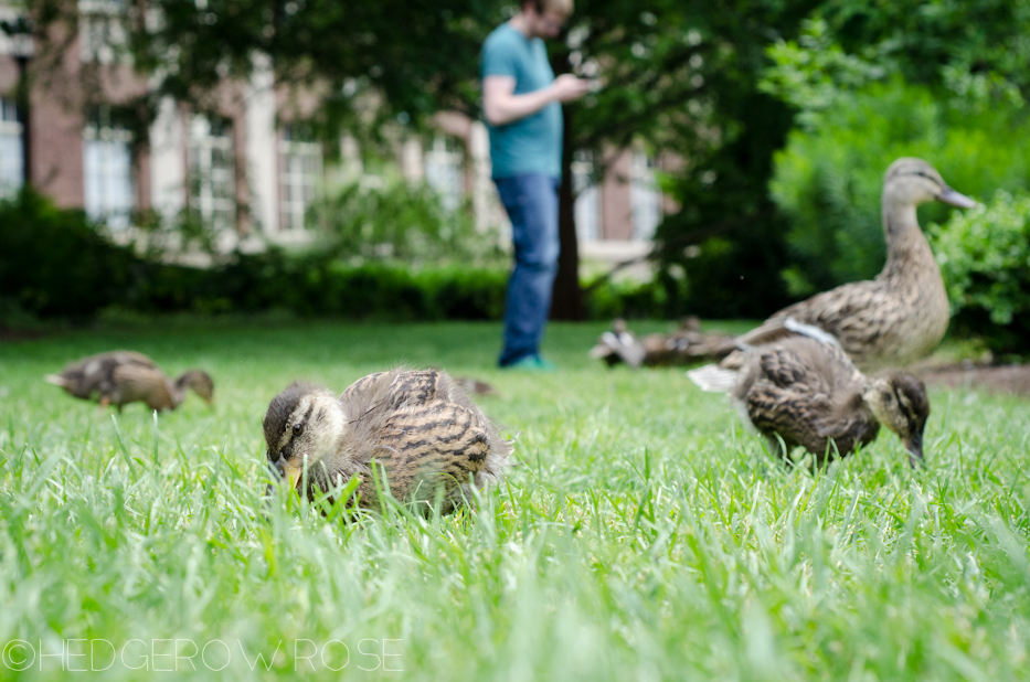 jesse and the ducks