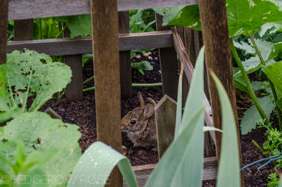 naughty baby bunny