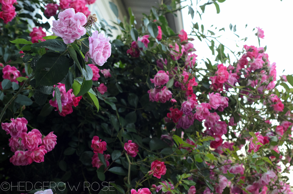 pink roses