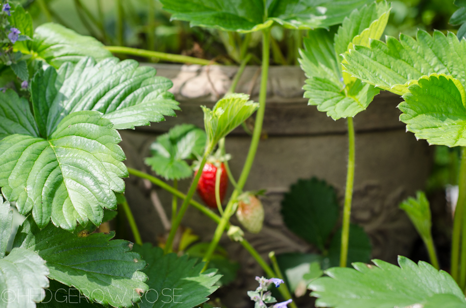 strawberries beginning to ripen