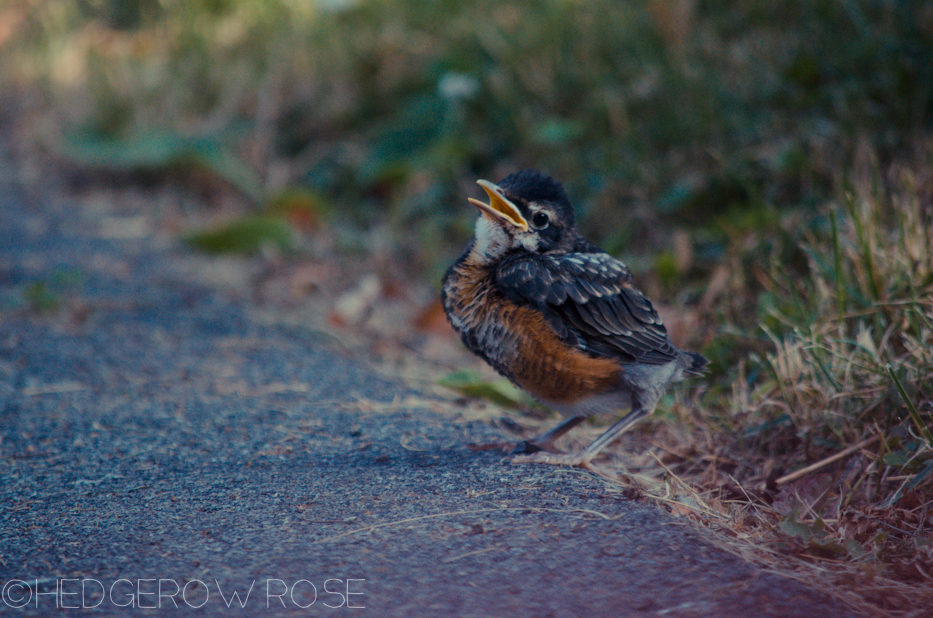 sweet little baby robin