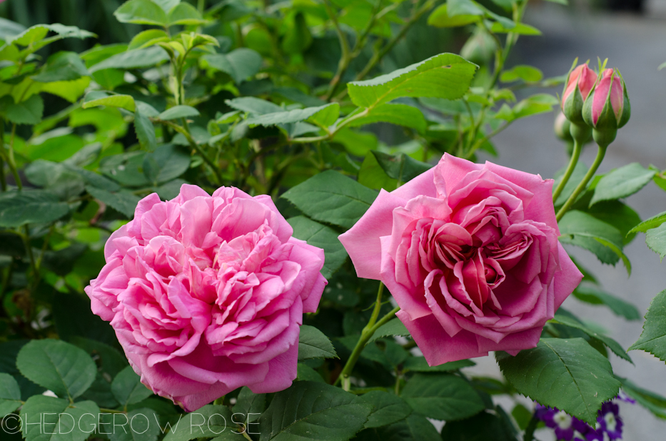 the endeavour david austin rose