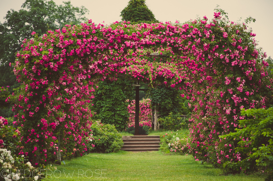 Elizabeth Park Rose Garden In Hartford Connecticut